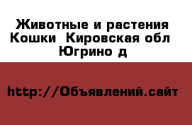 Животные и растения Кошки. Кировская обл.,Югрино д.